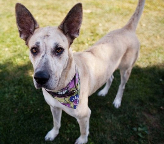 A Great Dane and Chihuahua Mix
